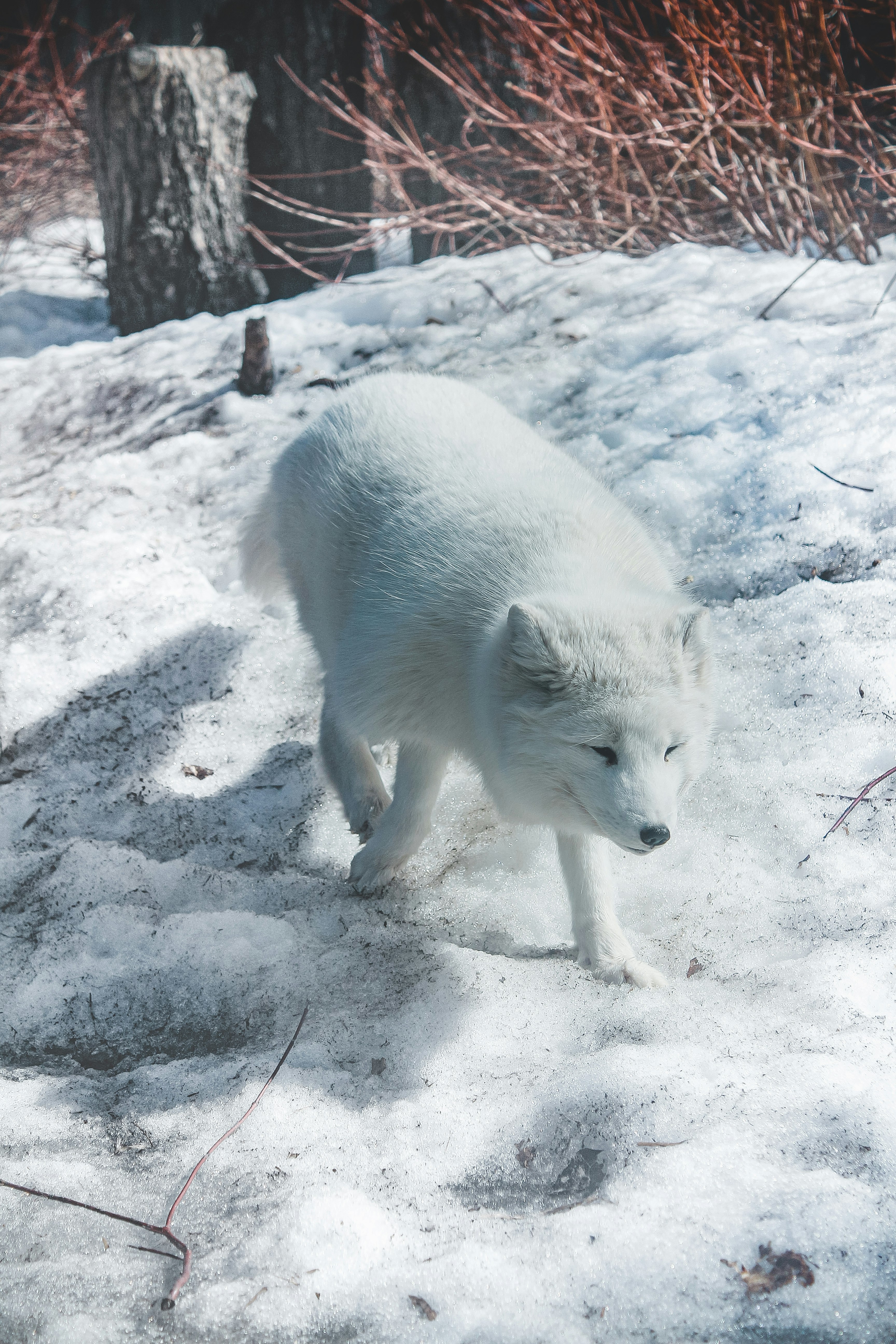 white fox on gray sand during daytime